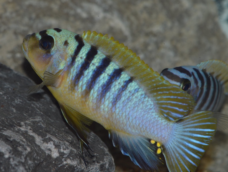 Maylandia sp. 'hajomaylandi pombo' Pombo Rocks